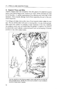 Tree Climbing Basics Educated Climber